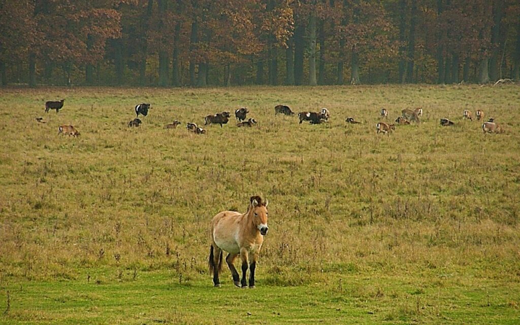 Haustierpark und Wildpferdgehege Liebenthal;Liebenthaler Pferdeherde auf den Prötzewiesen;Liebenthaler Pferdeherde auf den Prötzewiesen;Haustierpark und Wildpferdgehege Liebenthal;Haustierpark und Wildpferdgehege Liebenthal;Haustierpark und Wildpferdgehege Liebenthal;Haustierpark und Wildpferdgehege Liebenthal;Haustierpark und Wildpferdgehege Liebenthal