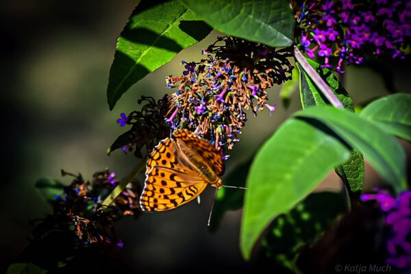 Foto: Katja Much, Lizenz: Landkreis Oberhavel