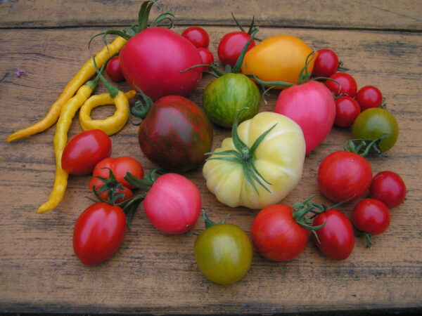 Tomaten, Foto: Fotoarchiv, Lizenz: Naturparkhaus Stechlin