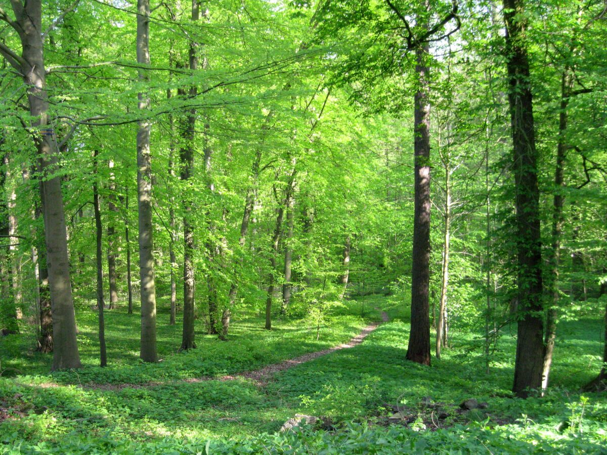 Foto: Olaf Tausch (https://commons.wikimedia.org/wiki/File:Schlosspark_Lanke_01.jpg), Lizenz: Olaf Tausch (https://commons.wikimedia.org/wiki/File:Schlosspark_Lanke_01.jpg)