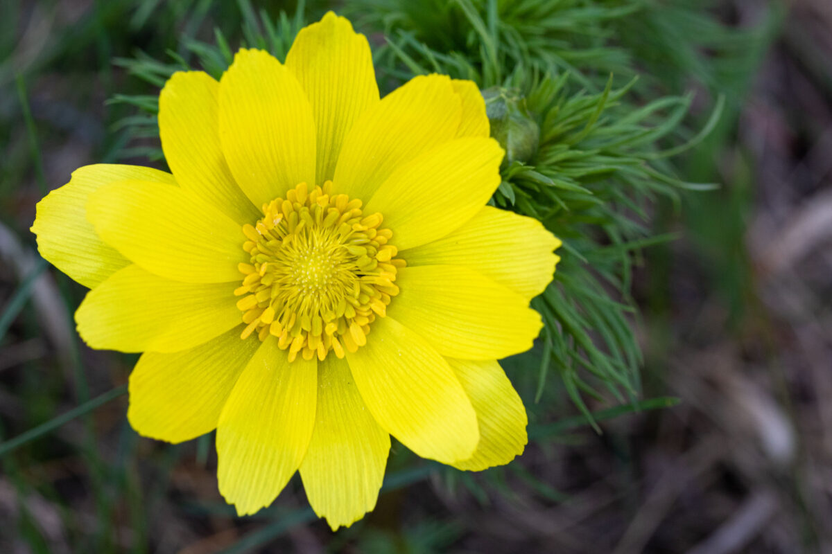 Blütesder Frühlings-Adonisröschen, Foto: Johannes Müller, Lizenz: NaturSchutzFonds Brandenburg