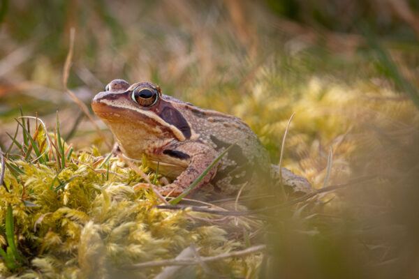 Moorfrosch, Foto: Johannes Müller, Lizenz: NaturSchutzFonds Brandenburg