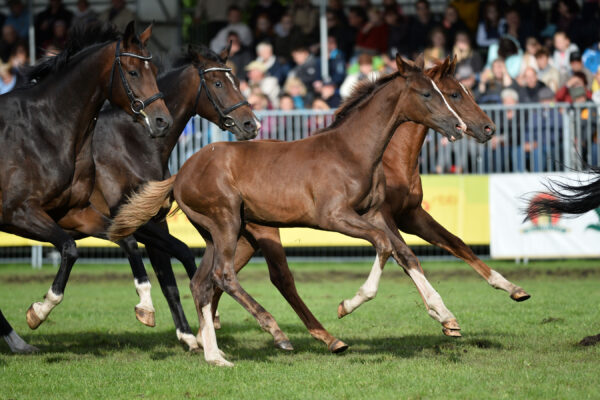 Fohlen und Stuten, Foto: Björn Schroeder
