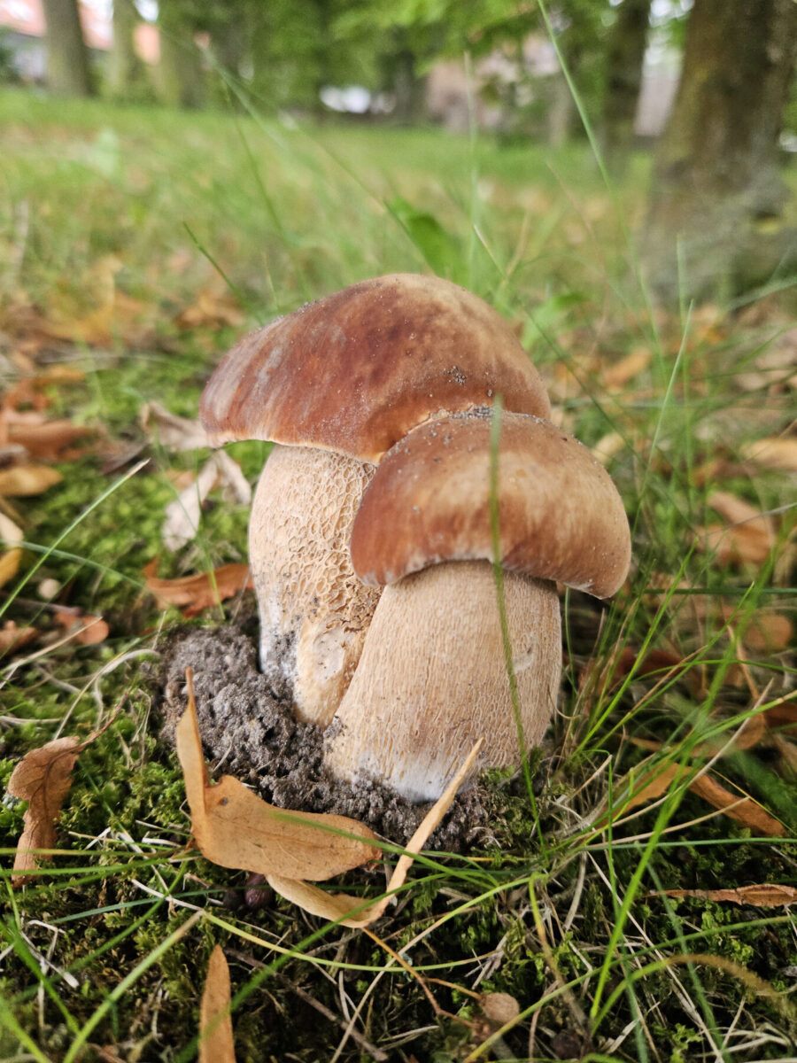 Sommersteinpilz, Foto: Karin Matussek, Lizenz: Naturpark Stechlin-Ruppiner Land