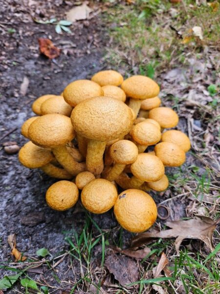 Prächtiger Flämmling, Foto: Karin Matussek, Lizenz: Naturpark Stechlin-Ruppiner Land