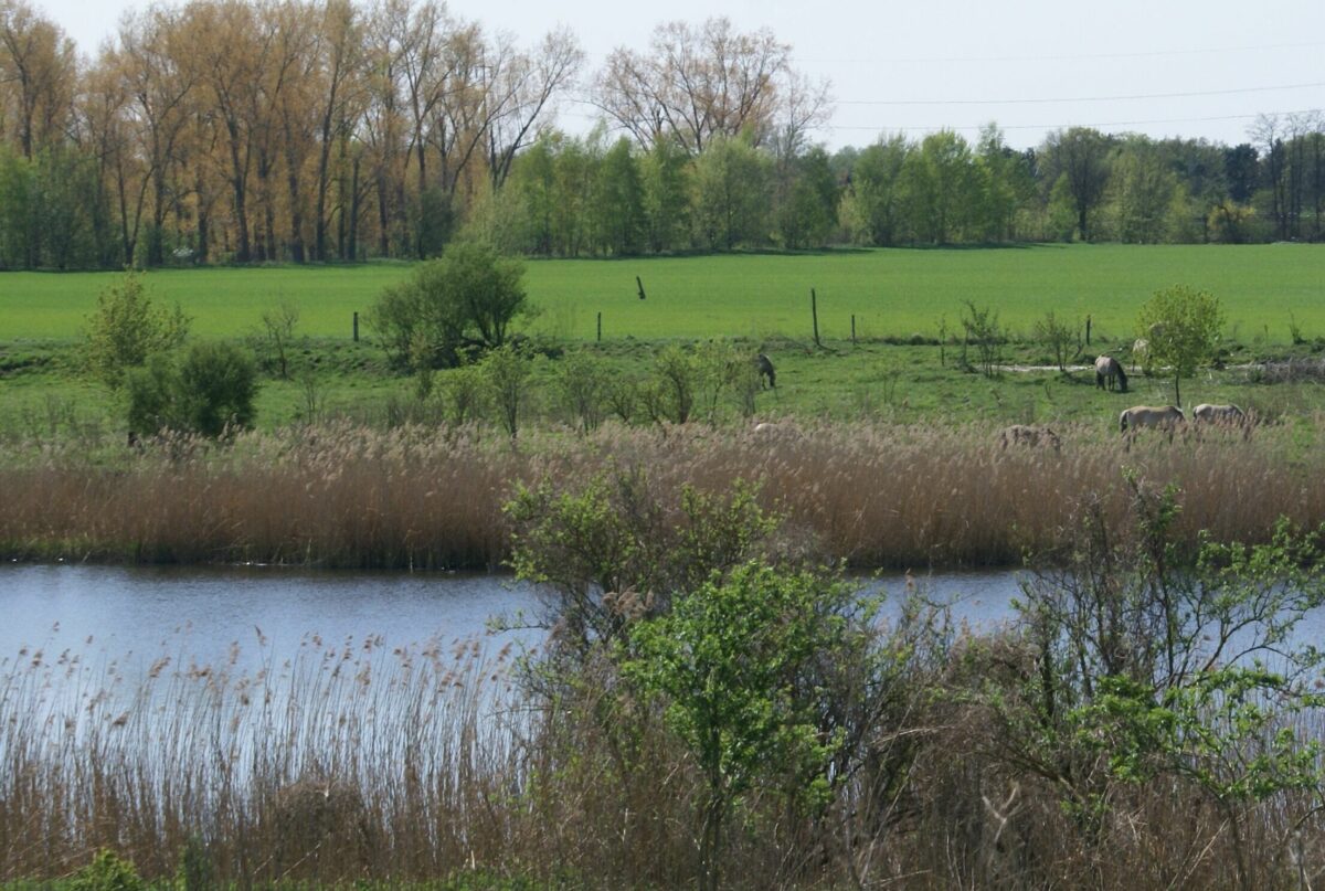 Landschaftspfleger sind nicht immer versteckt, Foto: Andreas Lauter, Lizenz: NaturSchutzFonds Brandenburg