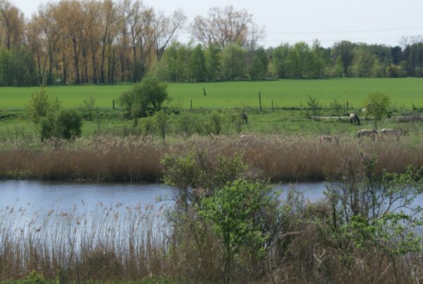 Landschaftspfleger sind nicht immer versteckt, Foto: Andreas Lauter, Lizenz: NaturSchutzFonds Brandenburg