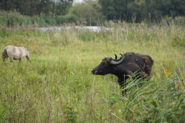 Die großen Landschaftspfleger, Foto: Andreas Lauter, Lizenz: NaturSchutzFonds Brandenburg