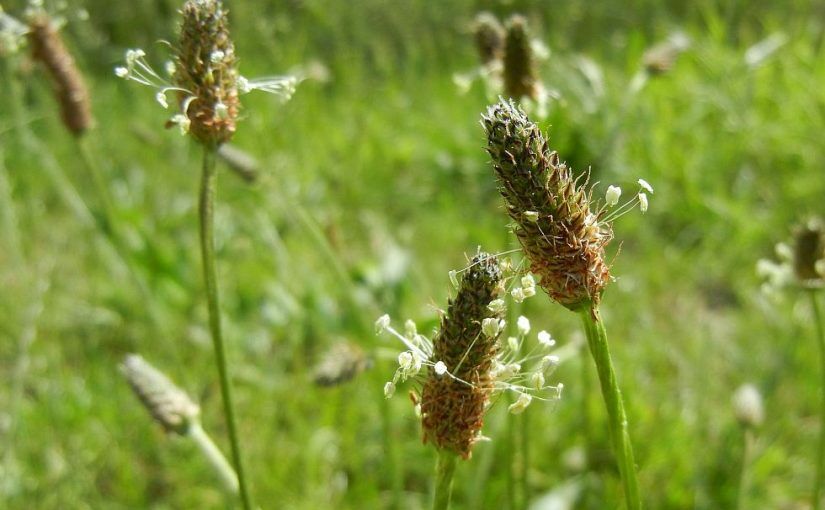 gruen und wild Heilkräuterwanderung , Foto: Marina Delzer