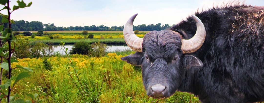 Am "Löwenzahnpfad", Foto: Archiv Berliner Forsten, Lizenz: Berliner Forsten