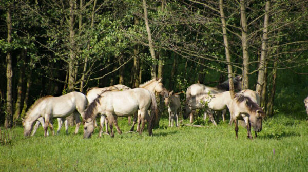 Am Löwenzahnpfad, Foto: Archiv Berliner Forsten, Lizenz: Berliner Forsten