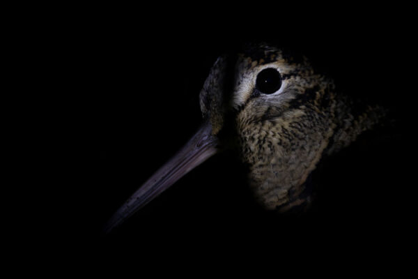 Tiere bei Nacht, Foto: Tom Horak, Lizenz: Tom Horak