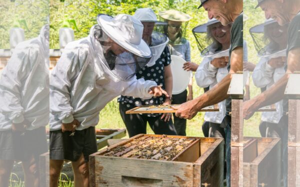 Neues aus Bienenhusen, Foto: Susanne Wernicke, Lizenz: Susanne Wernicke