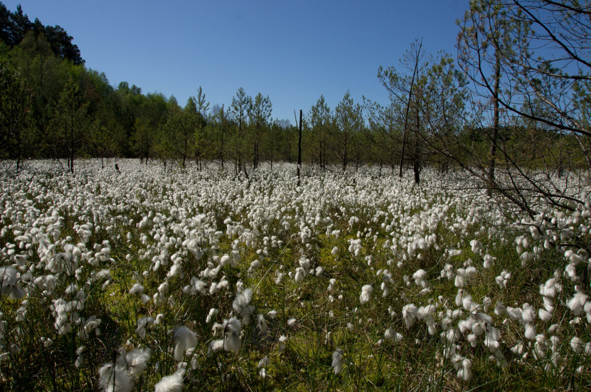 Wollgras im Moor, Foto: Dr. Mario Schrumpf, Lizenz: Naturpark Stechlin-Ruppiner Land