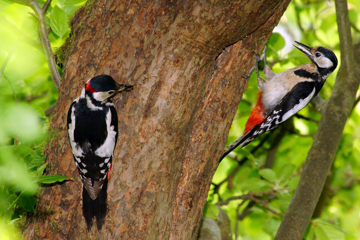 Buntspechte werden wir an diesem Vormittag sicher hören und vielleicht auch sehen können., Foto: © Dr. Wolfgang Henkel, Lizenz: Naturpark Stechlin-Ruppiner Land