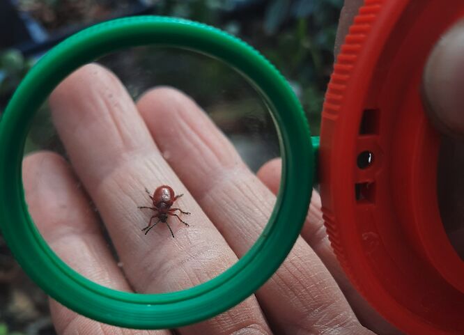 Insektensafari, Foto: Schlossgut Schwante, Lizenz: Schlossgut Schwante