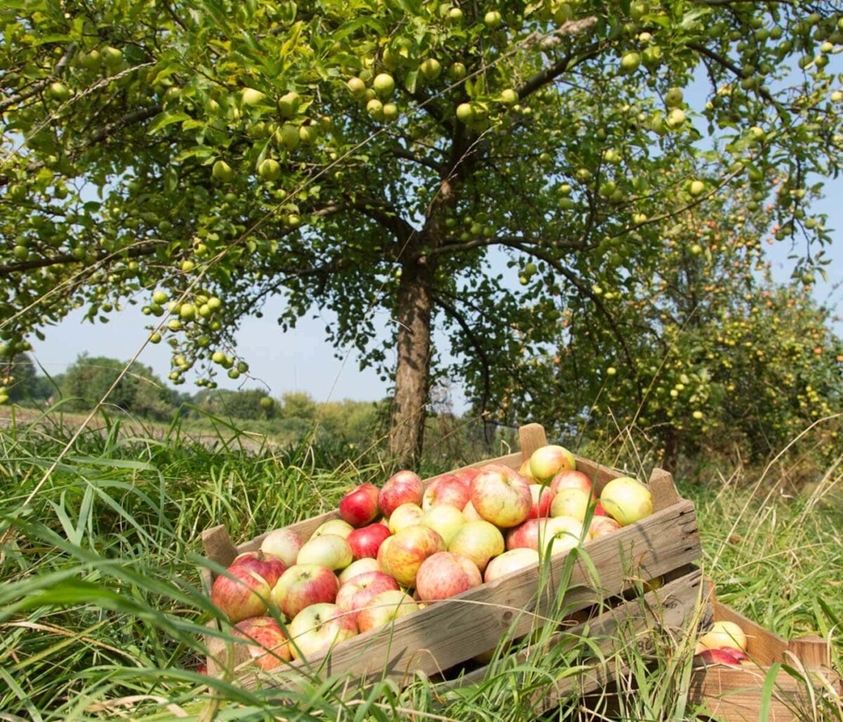 Apfelernte, Foto: © Äpfel und Konsorten, Lizenz: © Äpfel und Konsorten