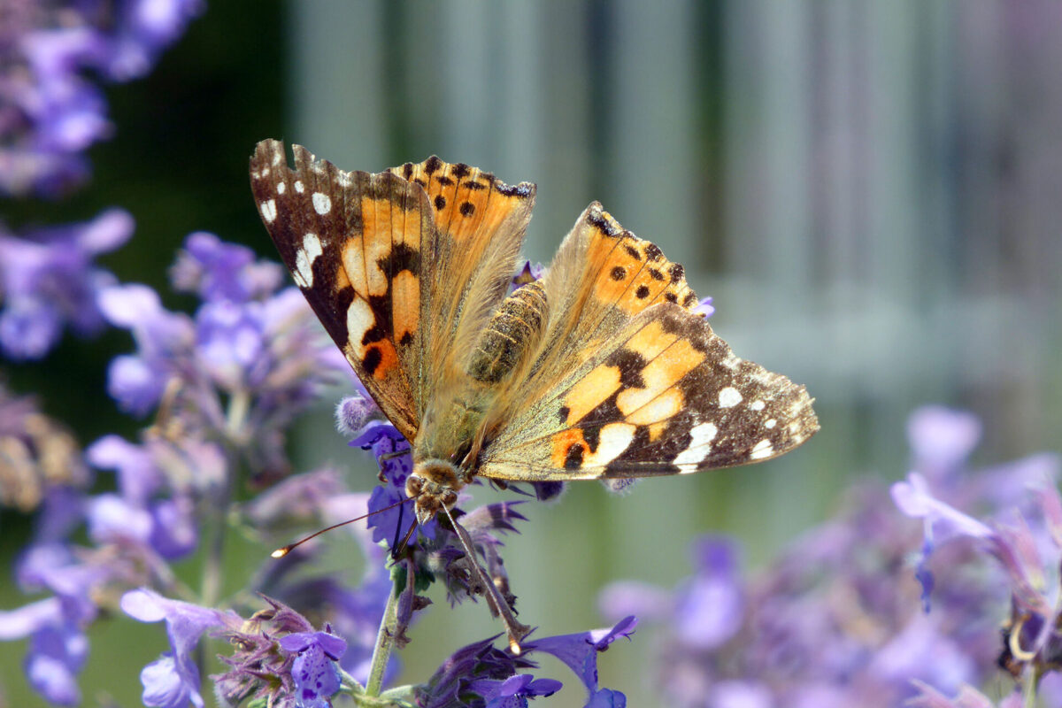 Distelfalter bei der Schmetterlingswanderung, Foto: Reikja Priemuth, Lizenz: TKO gGmbH