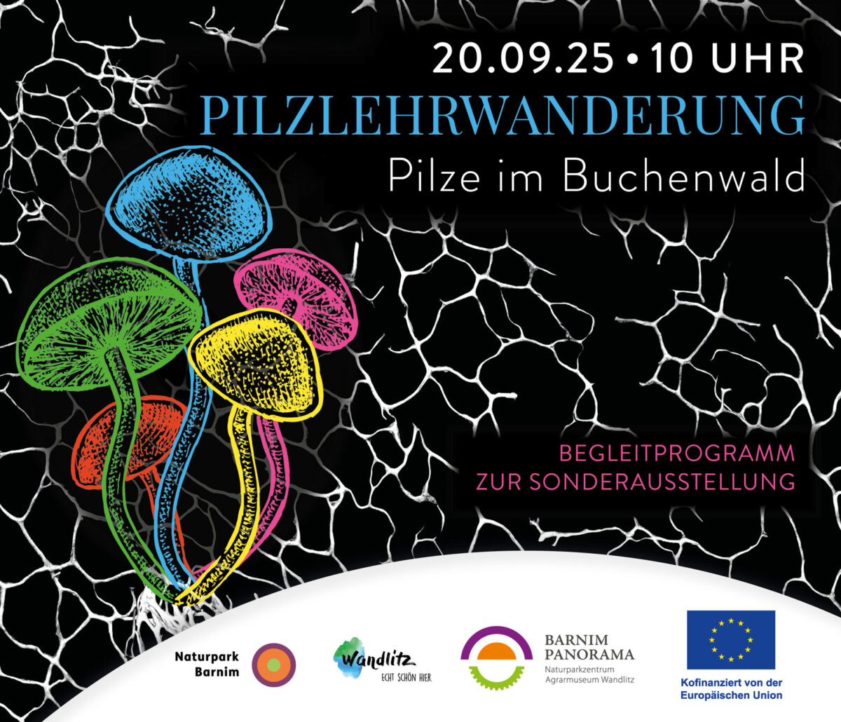 Pilze im Buchenwald, Foto: Jeannine Schneider, Lizenz: Gemeinde Wandlitz