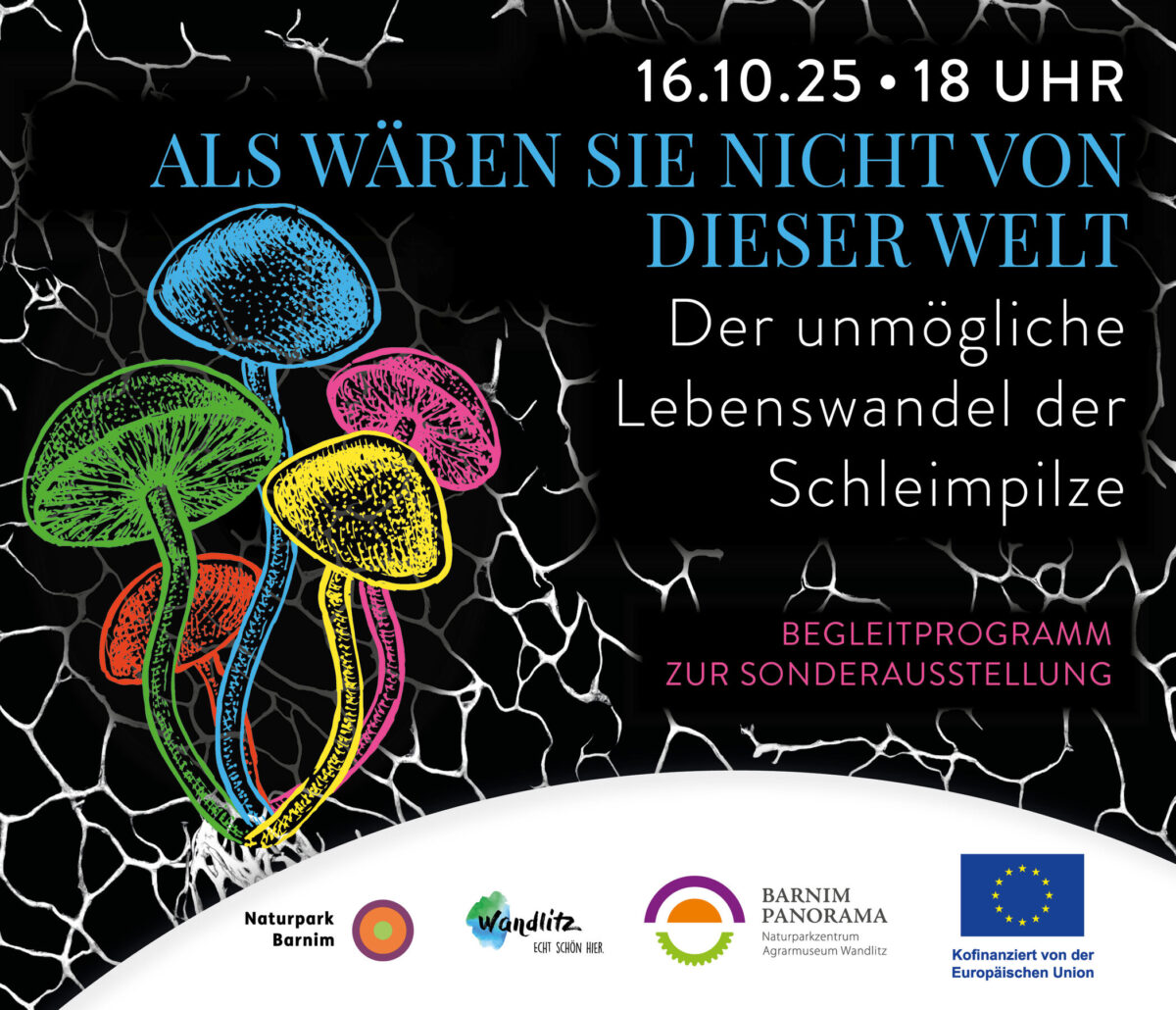 Schleimpilze, Foto: Jeannine Schneider, Lizenz: Gemeinde Wandlitz