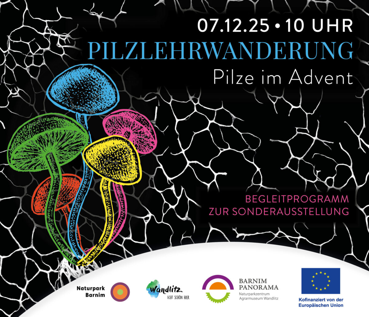 Pilzlehrwanderung im Advent, Foto: Jeannine Schneider, Lizenz: Gemeinde Wandlitz
