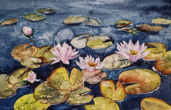 Seerosen, Foto: Bianka Estel