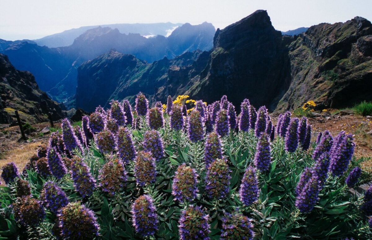 Madeira, Foto: Harald Mielke