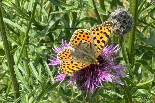 Schmetterlingswanderung im Schlosspark Oranienburg