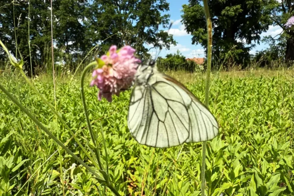 Schmetterlingswanderung im Schlosspark Oranienburg
