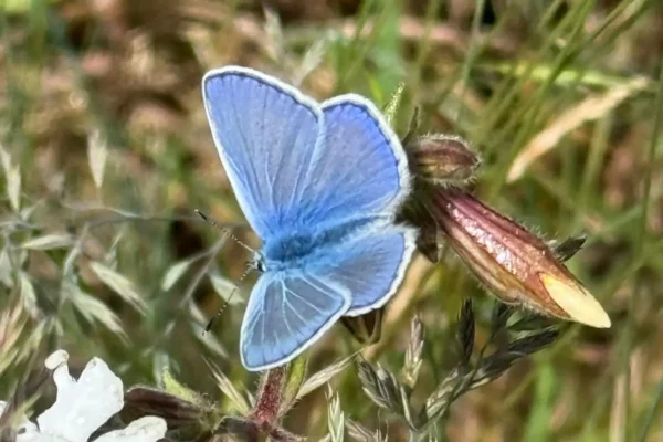 Schmetterlingswanderung im Schlosspark Oranienburg