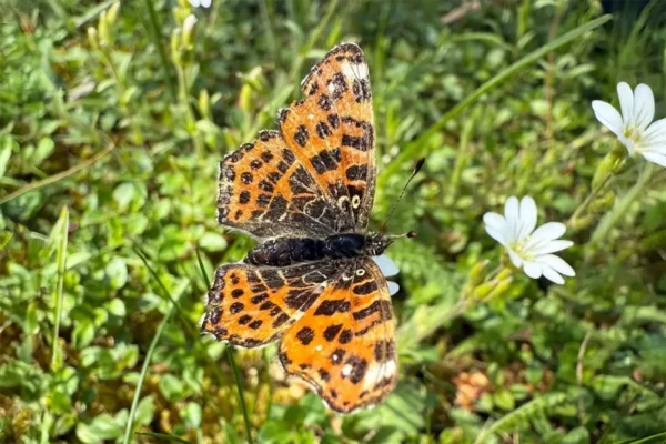 Schmetterlingswanderung im Schlosspark Oranienburg