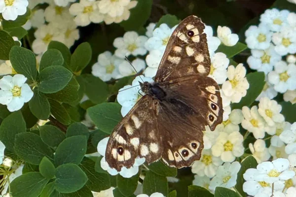 Schmetterlingswanderung im Schlosspark Oranienburg