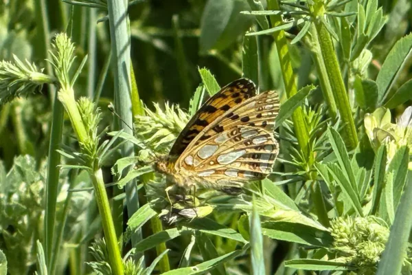 Schmetterlingswanderung im Schlosspark Oranienburg