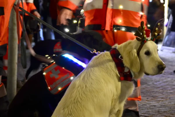 Rettungshunde auf dem Weihnachtsmarkt Oranienburg